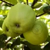 Malus domestica 'Golden Delicious' - oude laagstam