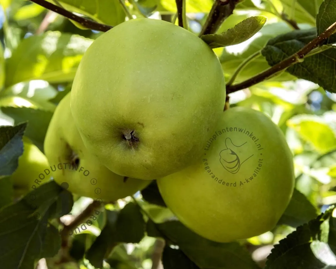 Malus domestica 'Golden Delicious' - oude laagstam
