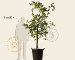 Malus domestica 'Golden Delicious' - oude laagstam
