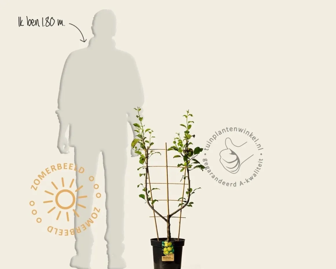 Malus domestica 'Golden Delicious' - U-vorm