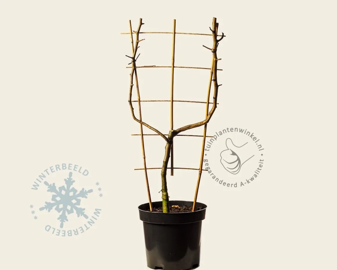 Malus domestica 'Golden Delicious' - U-vorm