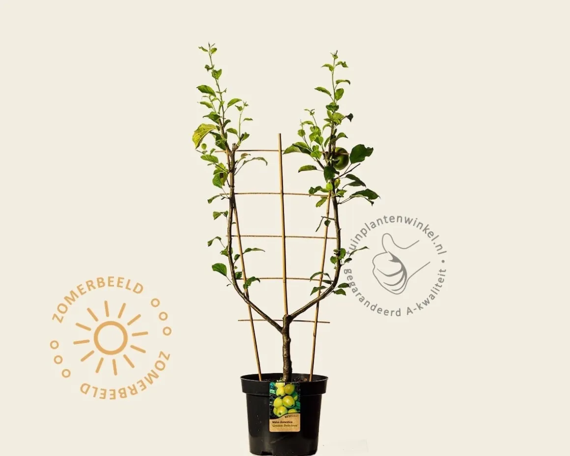 Malus domestica 'Golden Delicious' - U-vorm