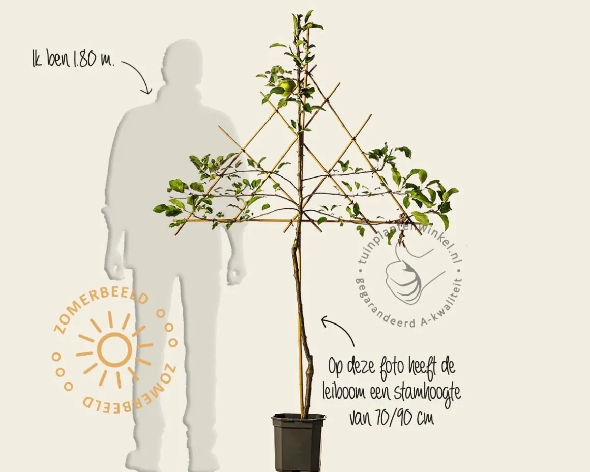Malus domestica 'Golden Delicious' - lei-vorm