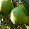 Malus domestica 'Golden Delicious' - mini