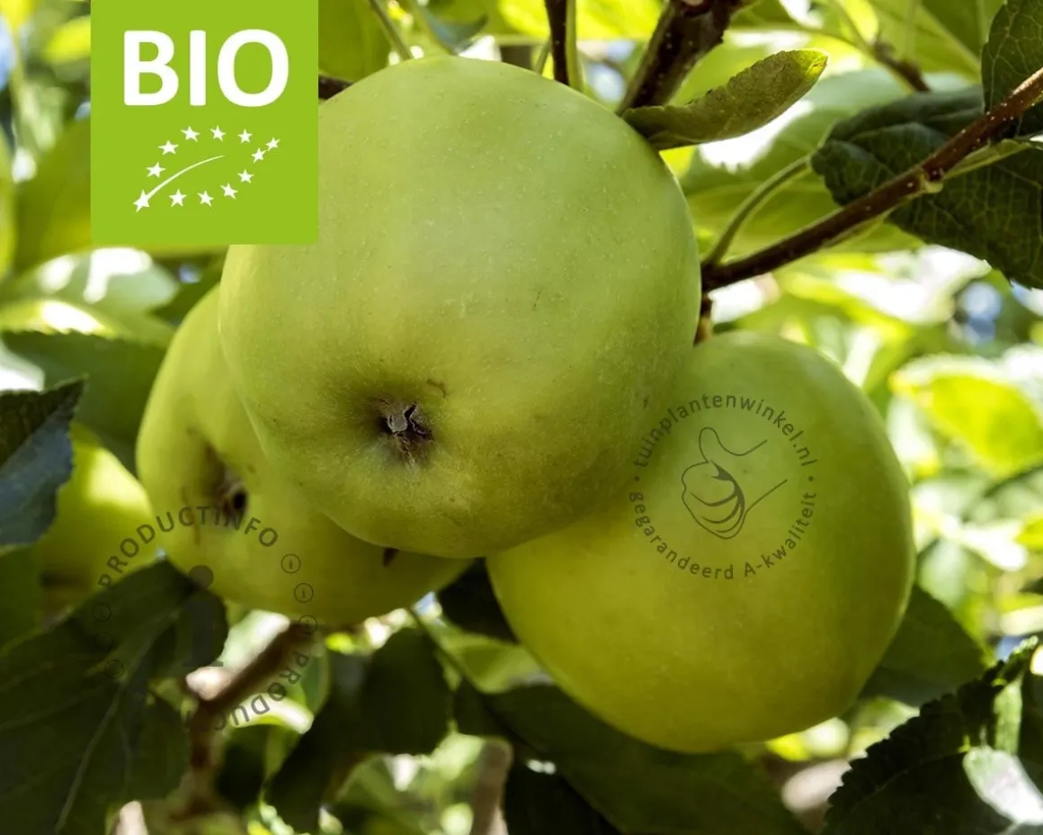 Malus domestica 'Golden Delicious' - BIO laagstam