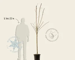 Malus domestica 'Golden Pearmain' - halfstam