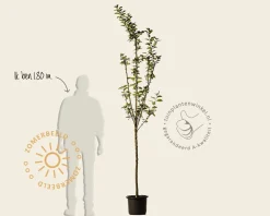 Malus domestica 'Golden Pearmain' - halfstam