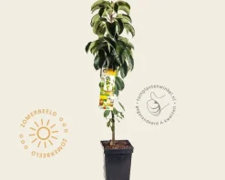 Malus domestica 'Gold Sensation' - zuilvorm