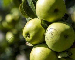 Malus domestica 'Gold Sensation' - zuilvorm