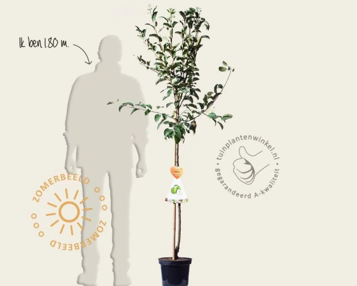 Malus domestica 'Granny Smith' - halfstam