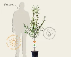 Malus domestica 'Granny Smith' - laagstam