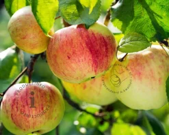 Malus domestica 'Gravenstein' - halfstam