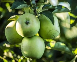 Malus domestica 'Green Sensation' - zuilvorm
