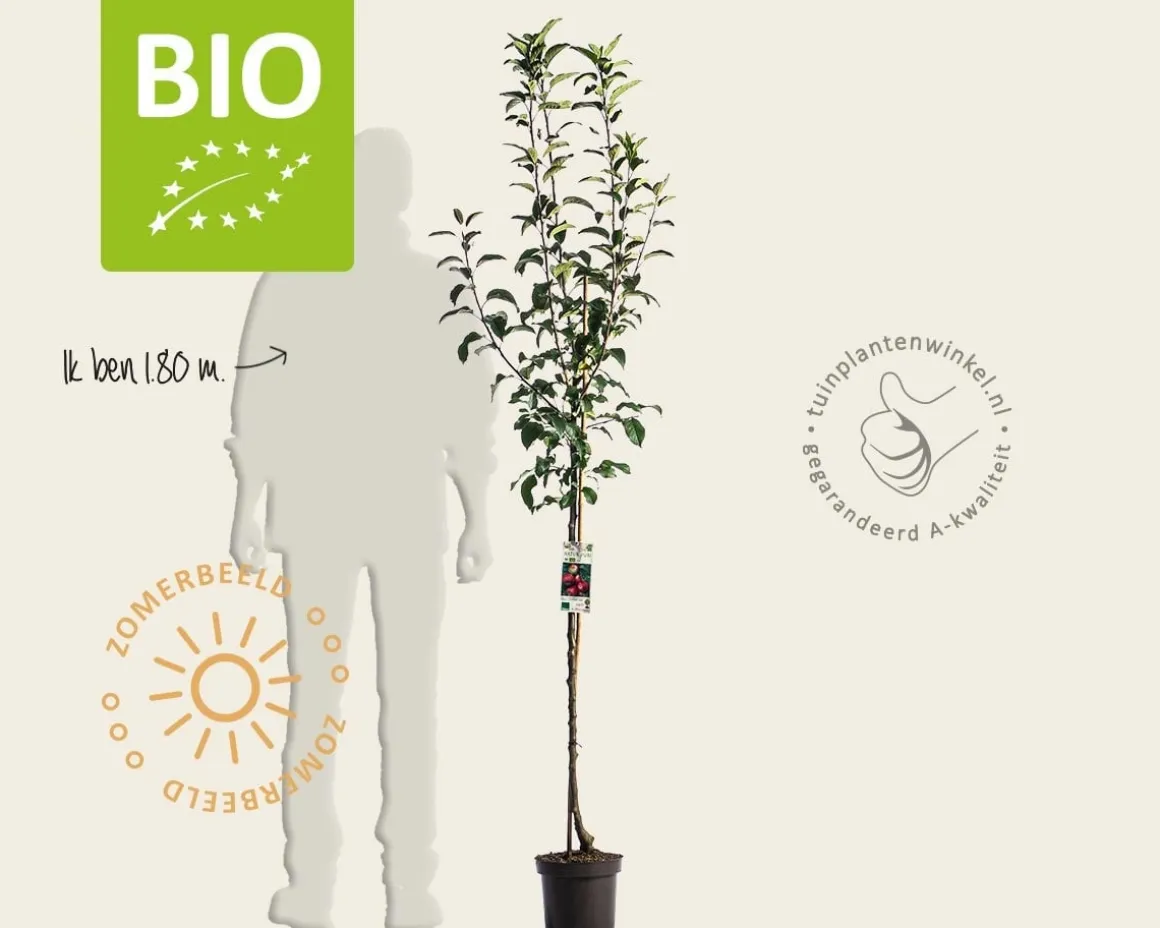 Malus domestica 'Ida Red' - BIO halfstam