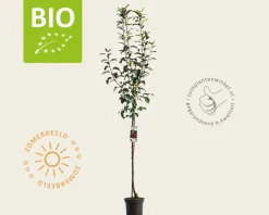 Malus domestica 'Ida Red' - BIO halfstam