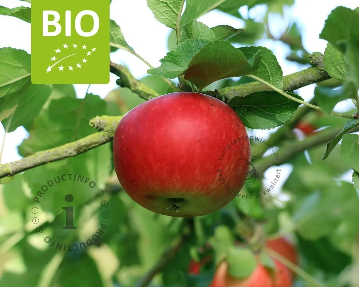 Malus domestica 'Ida Red' - BIO halfstam