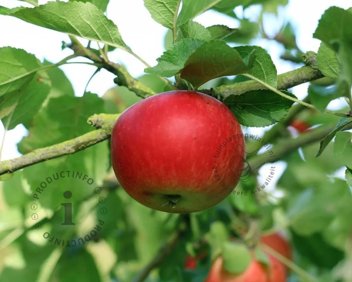Malus domestica 'Ida Red' - hoogstam