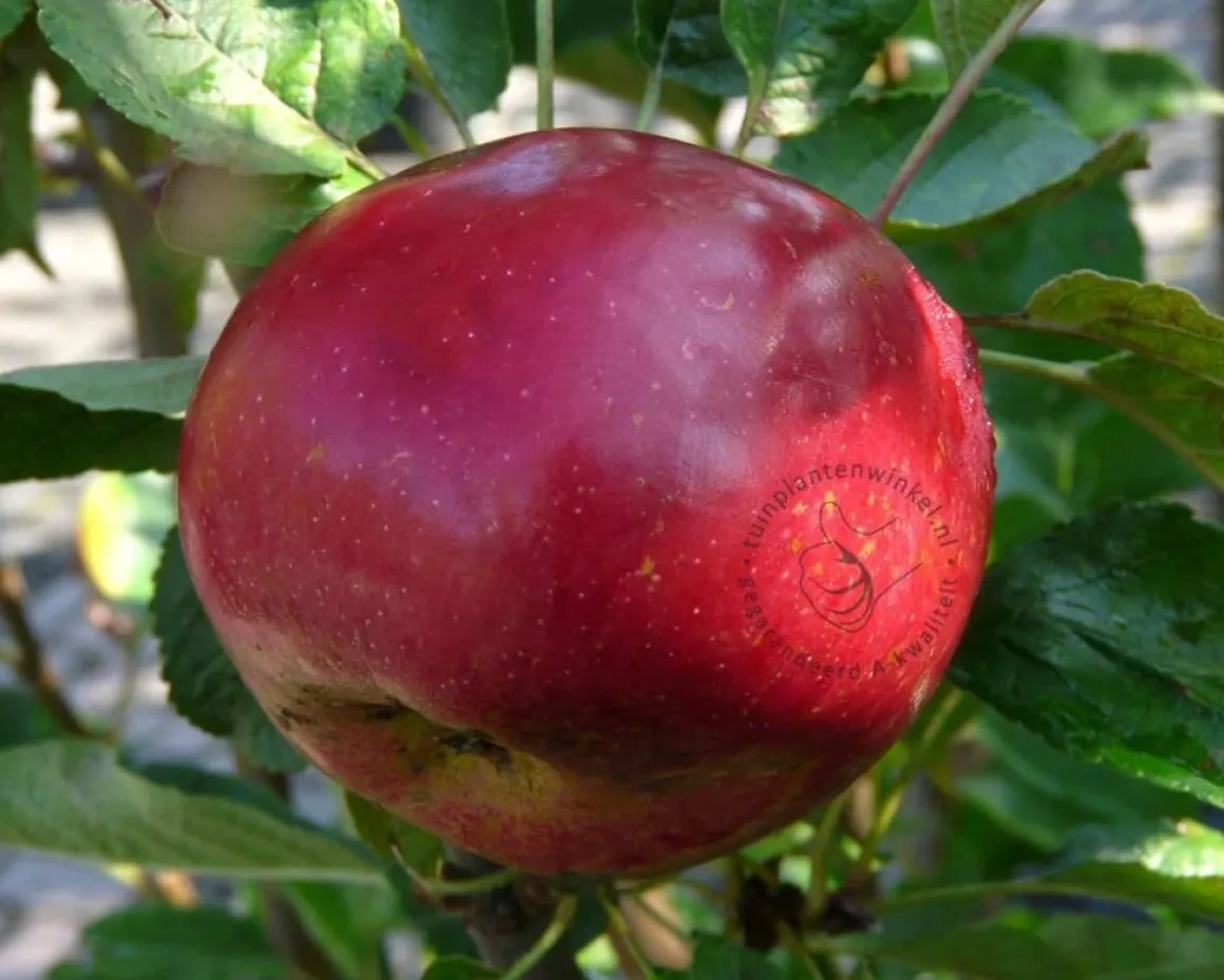 Malus domestica 'Ida Red' - hoogstam