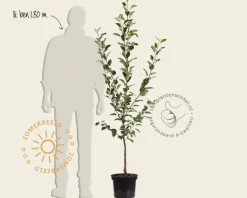 Malus domestica 'Ida Red' - laagstam