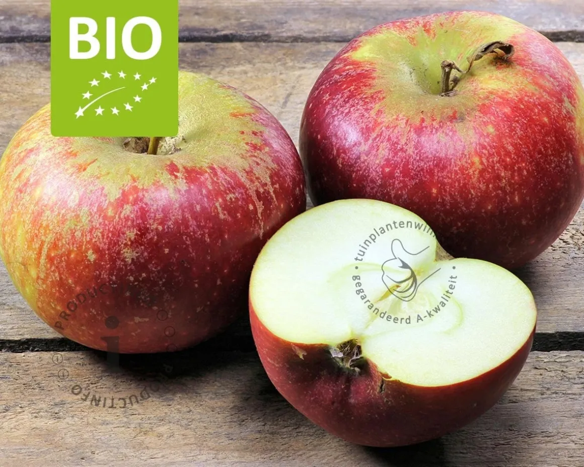 Malus domestica 'Ingrid Marie' - BIO laagstam
