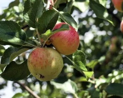 Malus domestica 'James Grieve' - laagstam