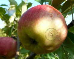 Malus domestica 'James Grieve' - mini