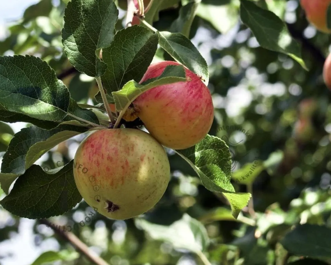 Malus domestica 'James Grieve' - hoogstam