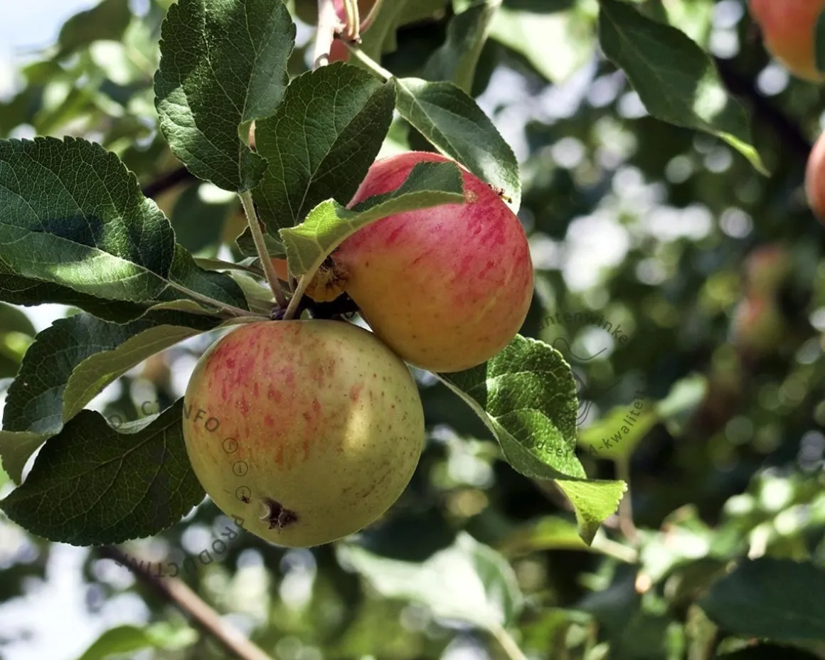 Malus domestica 'James Grieve' - U-vorm