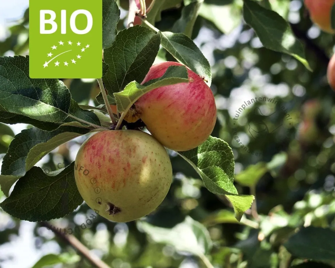 Malus domestica 'James Grieve' - BIO laagstam