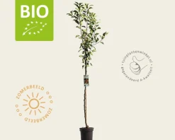 Malus domestica 'James Grieve' - BIO halfstam