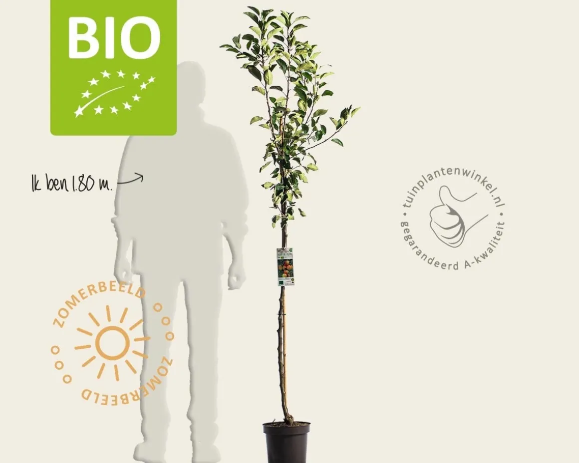 Malus domestica 'James Grieve' - BIO halfstam
