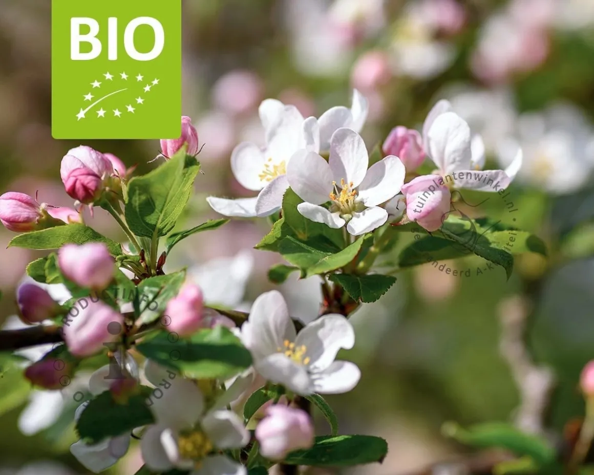 Malus domestica 'James Grieve' - BIO halfstam