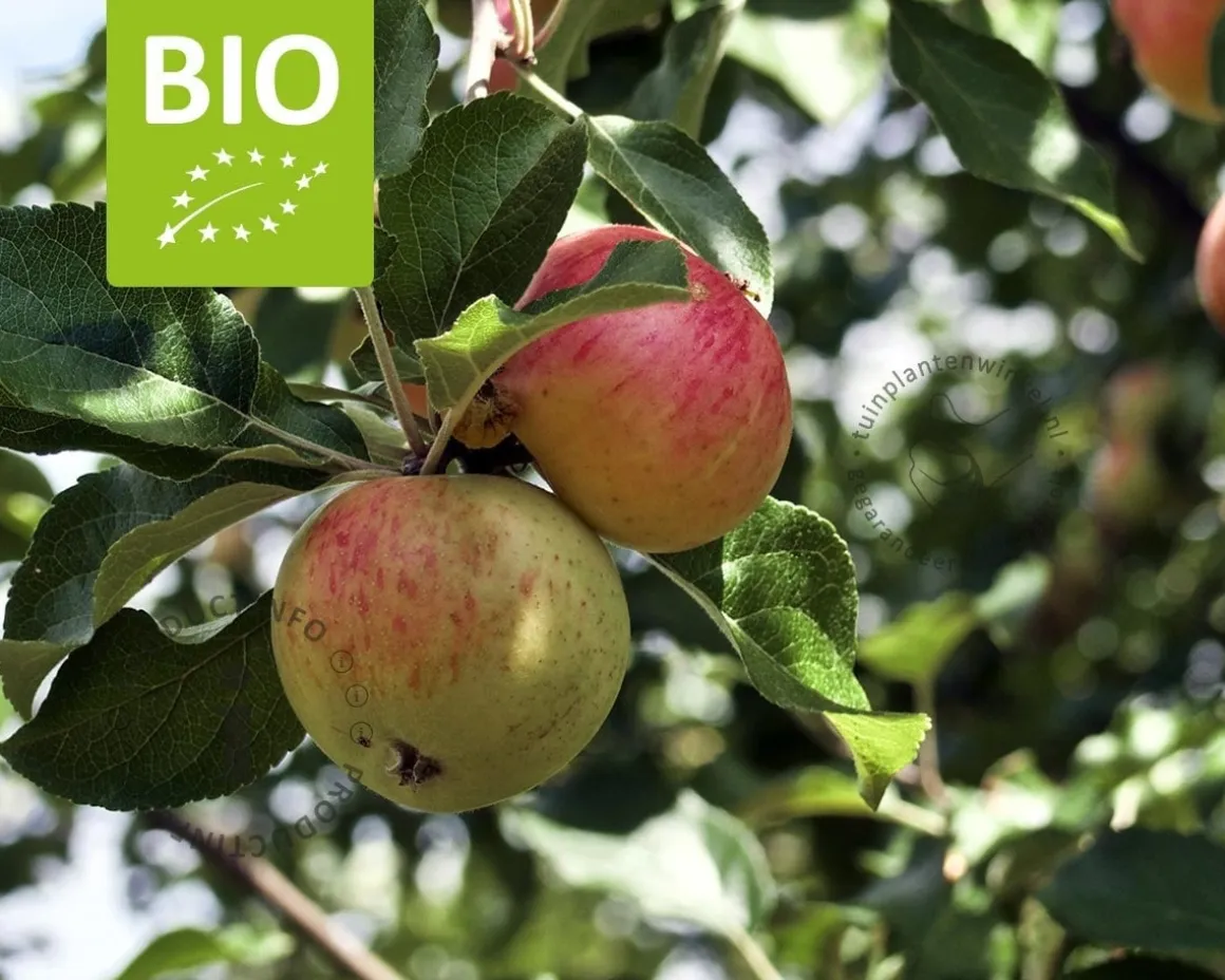 Malus domestica 'James Grieve' - BIO halfstam