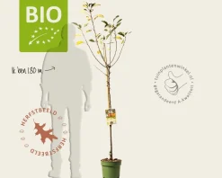 Malus domestica 'James Grieve' - BIO halfstam