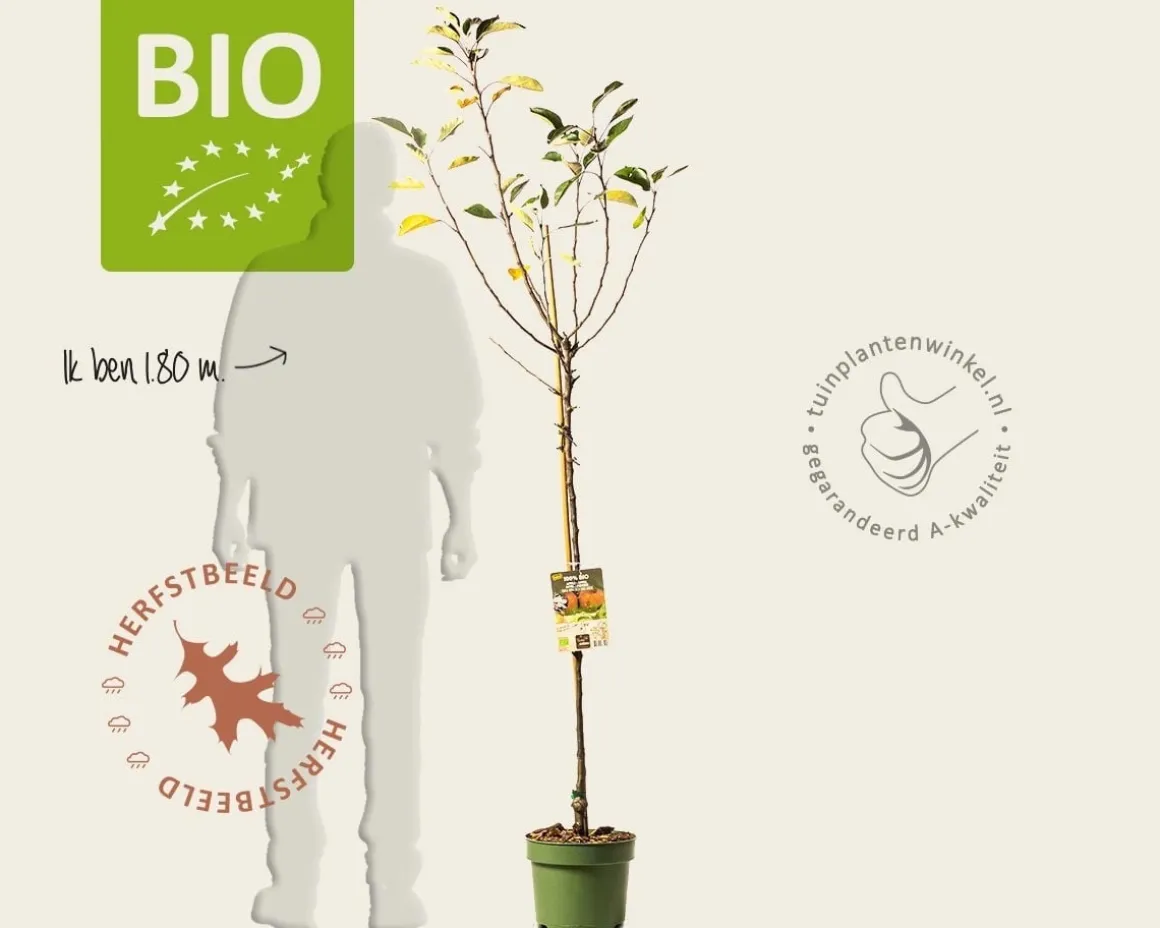 Malus domestica 'James Grieve' - BIO halfstam