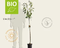 Malus domestica 'Jonagold' - BIO halfstam