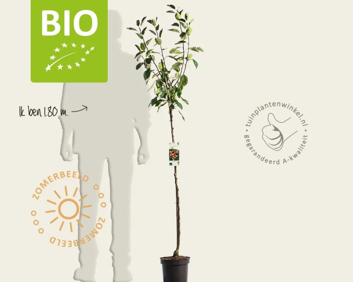 Malus domestica 'Jonagold' - BIO halfstam