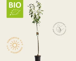 Malus domestica 'Jonagold' - BIO halfstam
