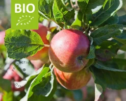 Malus domestica 'Jonagold' - BIO halfstam
