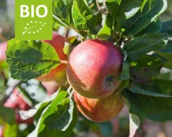 Malus domestica 'Jonagold' - BIO mini