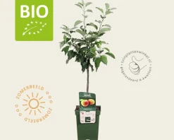 Malus domestica 'Jonagold' - BIO mini