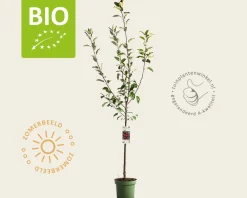 Malus domestica 'Jonagold' - BIO laagstam