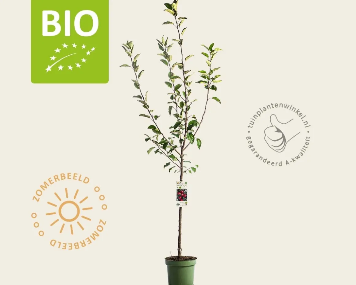Malus domestica 'Jonagold' - BIO laagstam