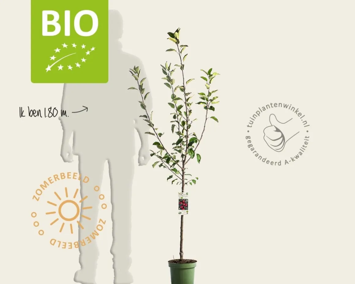 Malus domestica 'Jonagold' - BIO laagstam
