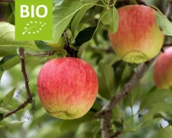 Malus domestica 'Jonagold' - BIO laagstam