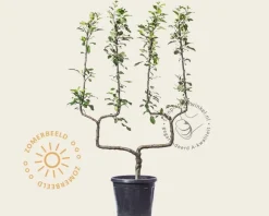 Malus domestica 'Jonagold' - dubbele U-vorm