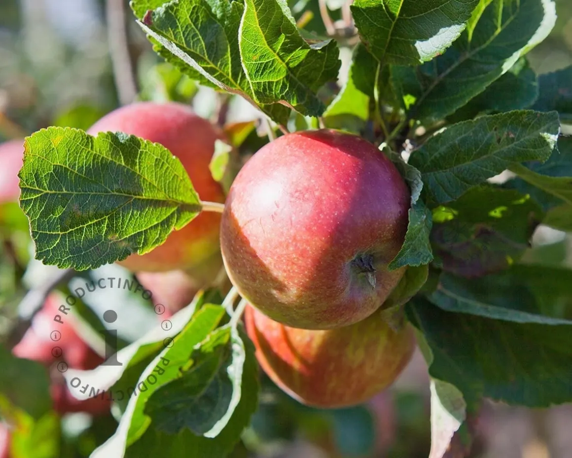Malus domestica 'Jonagold' - laagstam