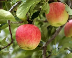 Malus domestica 'Jonagold' - U-vorm