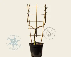 Malus domestica 'Jonagold' - U-vorm