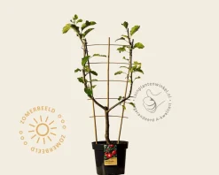Malus domestica 'Jonagold' - U-vorm